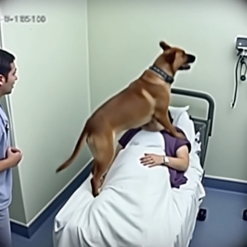 The doctors brought the dog to say goodbye to his owner, but then the smart – usnews
